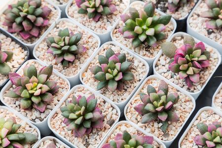 Succulents or cactus in desert botanical garden with sand stone pebbles for decoration and agriculture design. Anacampseros rufescensの写真素材