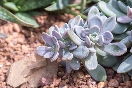 Succulents or cactus in desert botanical garden with sand stone pebbles background for decoration and agriculture concept design.の写真素材