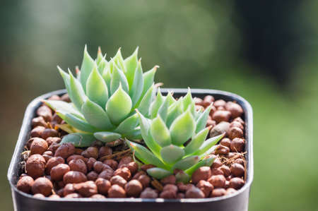 Succulents or cactus in desert botanical garden with sand stone pebbles background for decoration and agriculture concept design.の写真素材
