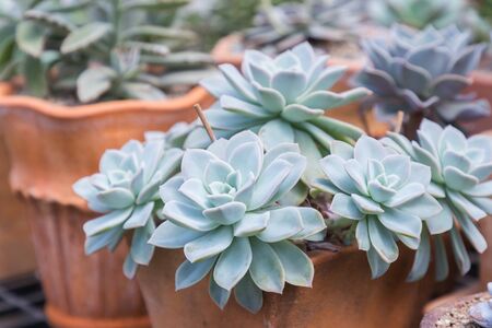 Succulents cactus in desert botanical garden for decoration and agriculture design.の写真素材