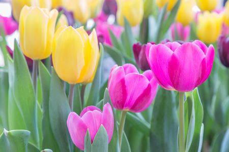 Tulip flower with green leaf background in tulip field at winter or spring day for postcard beauty decoration and agriculture concept design.の写真素材