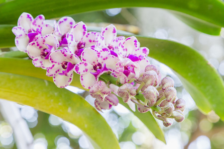 Orchid flower in garden at winter or spring day for postcard beauty and agriculture idea concept design. Rhynchostylis Orchid.の写真素材