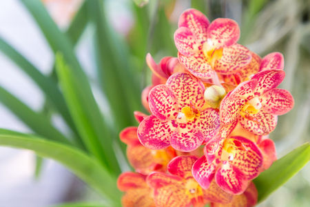 Orchid flower in garden at winter or spring day for postcard beauty and agriculture idea concept...