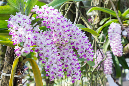 Orchid flower in garden at winter or spring day for postcard beauty and agriculture idea concept design. Rhynchostylis Orchid.の写真素材