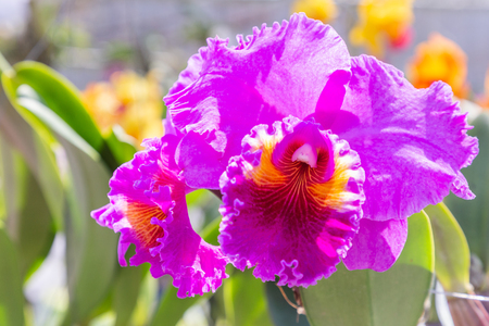 Orchid flower in garden at winter or spring day for postcard beauty and agriculture idea concept design. Cattleya Orchid.の写真素材