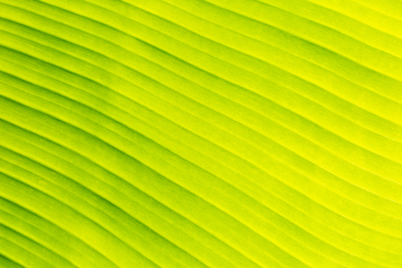 Green banana leaf texture background for website template, spring beauty, environment and ecology concept design.の写真素材