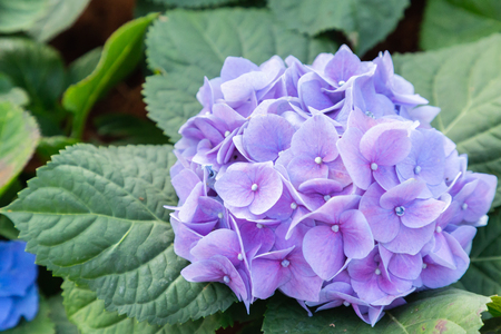 Flower and green leaf background in garden at sunny summer or spring day for postcard beauty decoration and agriculture concept design.の写真素材