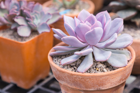 Succulents or cactus in desert botanical garden with sand stone pebbles background for decoration and agriculture concept design.の写真素材