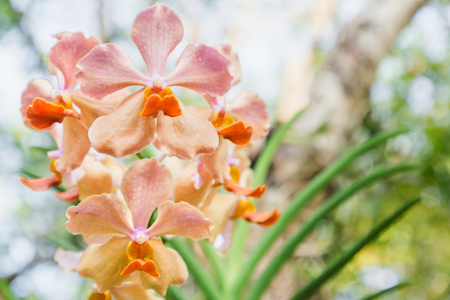 Orchid flower in garden at winter or spring day for postcard beauty and agriculture idea concept design. Vanda Orchid.の写真素材