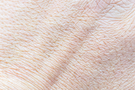 Pattern of human skin with cells and lines texture.の写真素材
