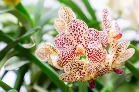 Orchid flower in garden at winter or spring day for postcard beauty and agriculture idea concept design. Vanda Orchid.の写真素材