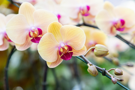 Orchid flower in garden at winter or spring day for postcard beauty and agriculture idea concept design. Phalaenopsis orchid.の写真素材
