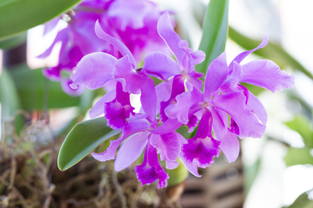 Orchid flower in orchid garden at winter or spring day.の写真素材