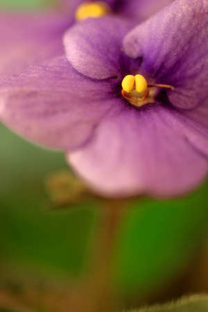 African Violet; SaintPaulia, close-upの写真素材