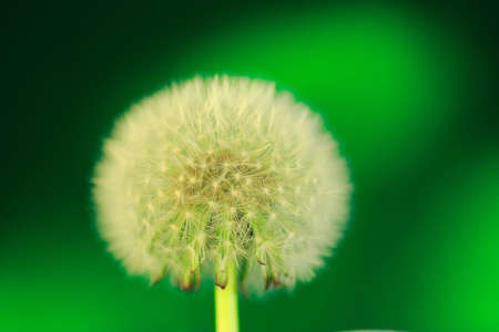 Dandelion seeds, Taraxacum officinale, on green backgroundの写真素材