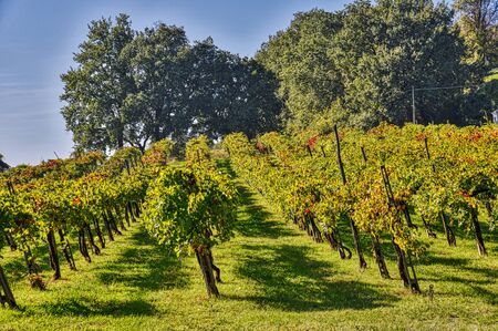 Vineyard in autumn at the end of harvestの写真素材