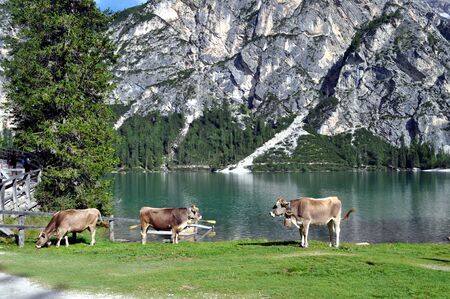The Braies Lake in spring with cowsの写真素材