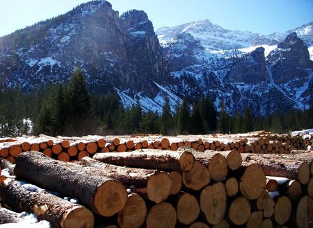 Tree trunks aligned in the valleyの写真素材