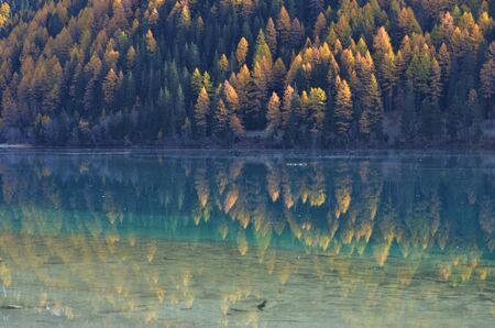 The green water of the lake reflects the plants of the forestの写真素材