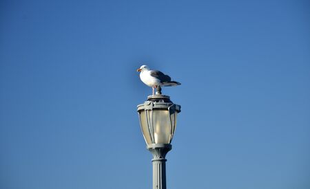 The seagull checks from his lookout post on the streetlightの写真素材