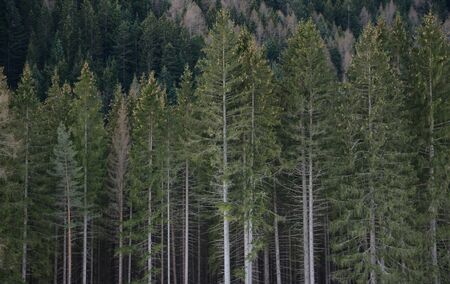 Trees in winter dress in a forest in the Alps