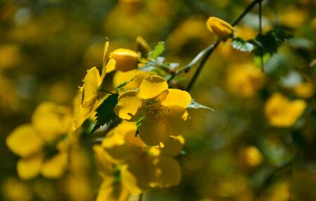 The petals of the flowers have a golden color