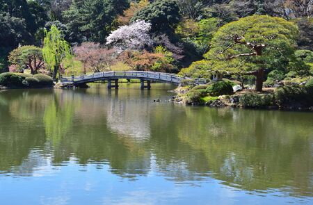 A small pretty lake in the parkの写真素材