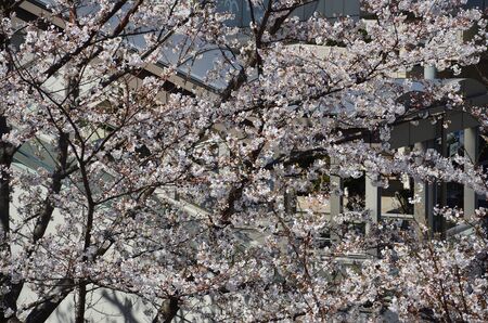 White branches flourished in front of buildingsの写真素材