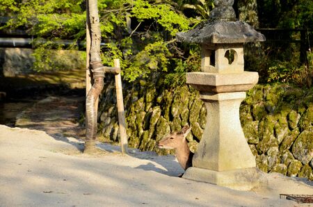 Ancient stone lantern on the park path