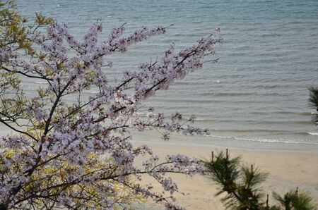 Cherry blossom branches on Miyajima beachの写真素材
