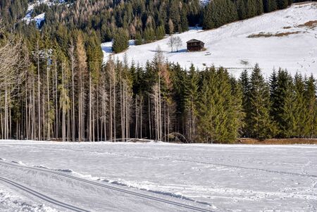 Wooded corner in the upper part of the Casies valleyの写真素材
