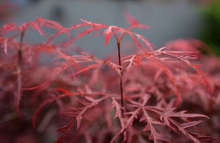 Small sprigs red leaves of a Japanese maple