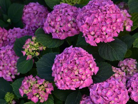Detail of hydrangea flowers in grazing lightの写真素材