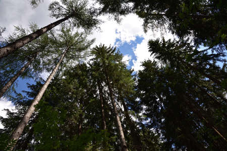 In an opening in the woods the pines rise towards the sky