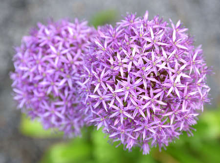 A close-up on the garlic flower allows you to admire its structure made up of many small secondary...