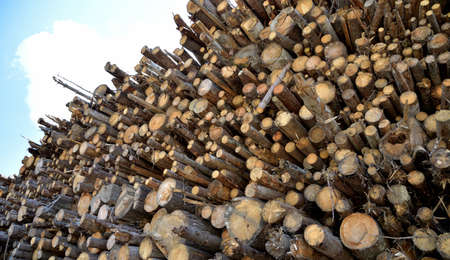Trunks and branches collected in the undergrowth to clear the forest and be used as firewood