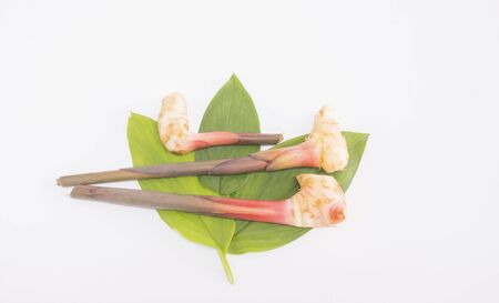 raw galangal rhizomes with leaf isolated on white backgroundの写真素材