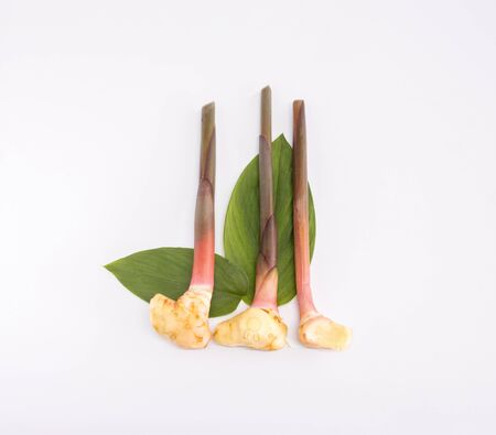 Fresh galangal rhizomes with leaf isolated on white background, (Alpinia galanga) Galangal is a specice.の写真素材