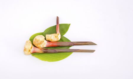 Galanga rhizome with green leave on white background.の写真素材