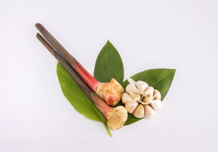 Fresh raw galangal rhizomes with leaf isolated on white backgroundの写真素材