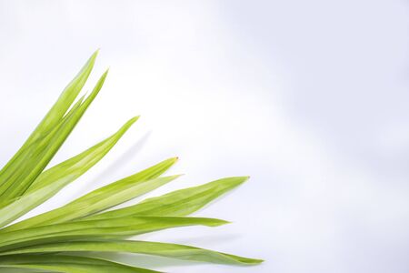 Fresh green pandan leaves isolated on white background.
の写真素材