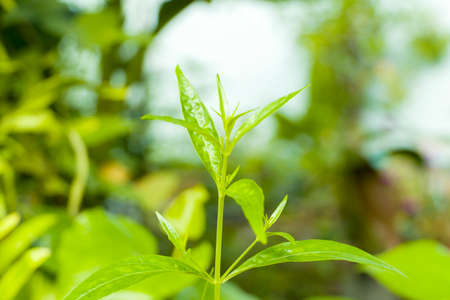 Andrographis paniculata or green chiretta is an annual herbaceous plant in the family Acanthaceae.  Can relieve sore throat, reduce fever, heat up the cold green leaves vegetable natureの写真素材