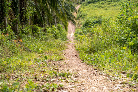 Green of crops showing step farming pattern farming tropics plantsの写真素材