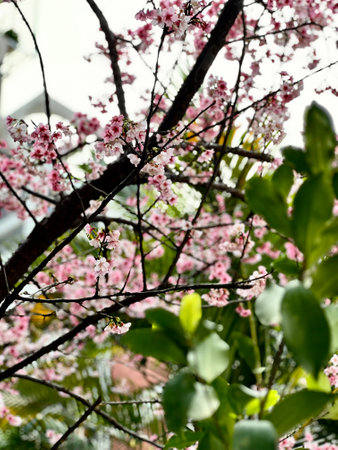 cherry blossom in Thailand, Prunus cerasoides