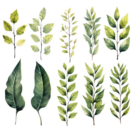 Watercolor set of green leaves on white background. Hand drawn illustration.の写真素材