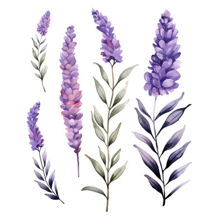 Watercolor lavender flowers set. Hand drawn vector illustration isolated on white background.の写真素材