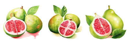 Set of watercolor figs. Hand drawn illustration on white backgroundの写真素材