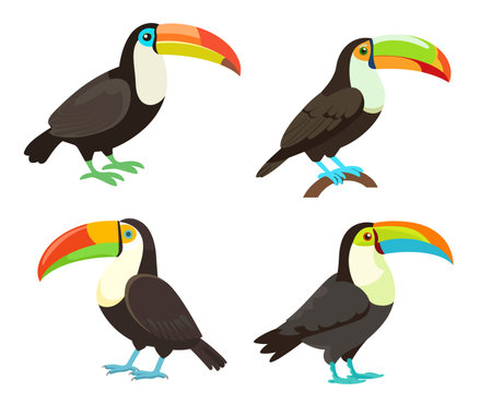 Set of toucans on a white background. Vector illustration.のイラスト素材