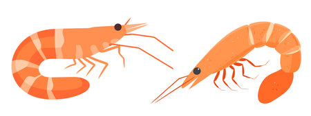 Shrimp. Seafood. Vector illustration in a flat style.のイラスト素材