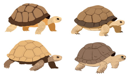 set of six tortoises isolated on white background. vector illustrationのイラスト素材